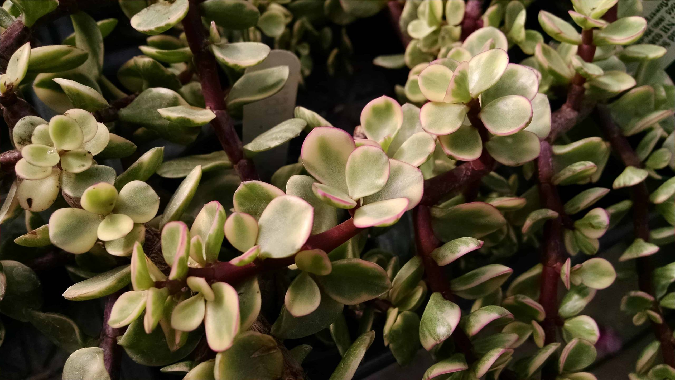 Variegated Upright Jade - Image 2