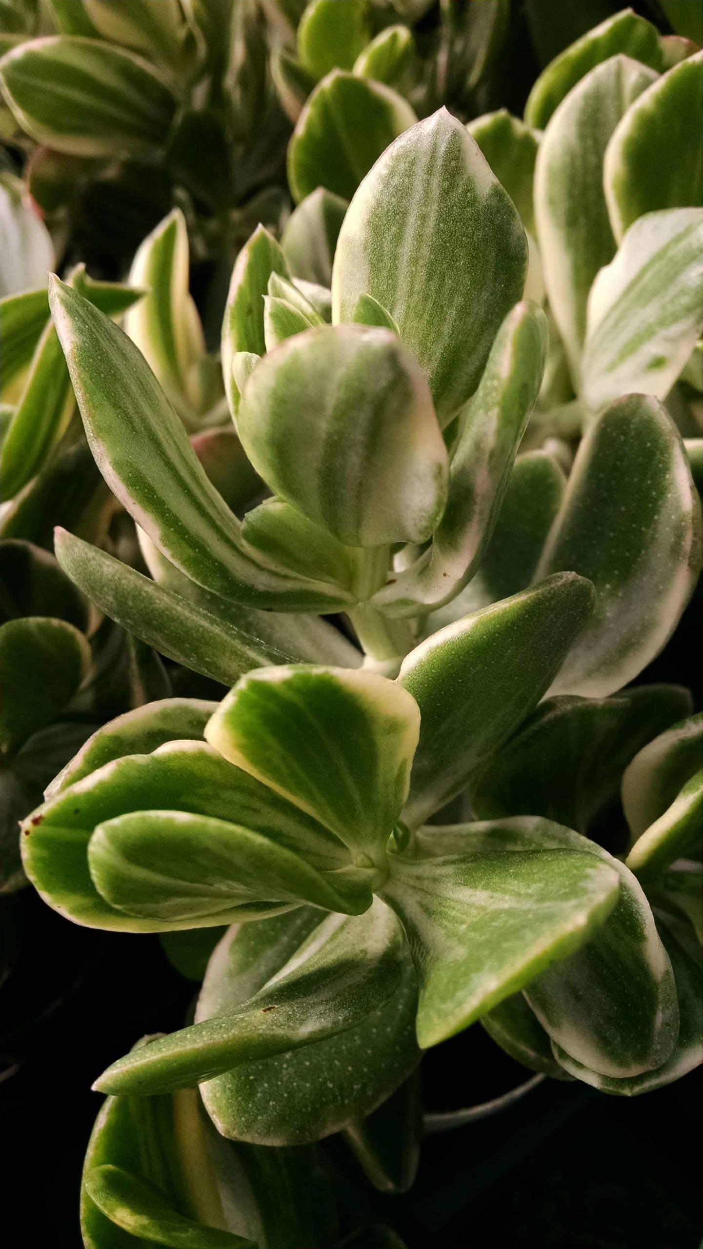 Variegated Jade Plant - Image 2