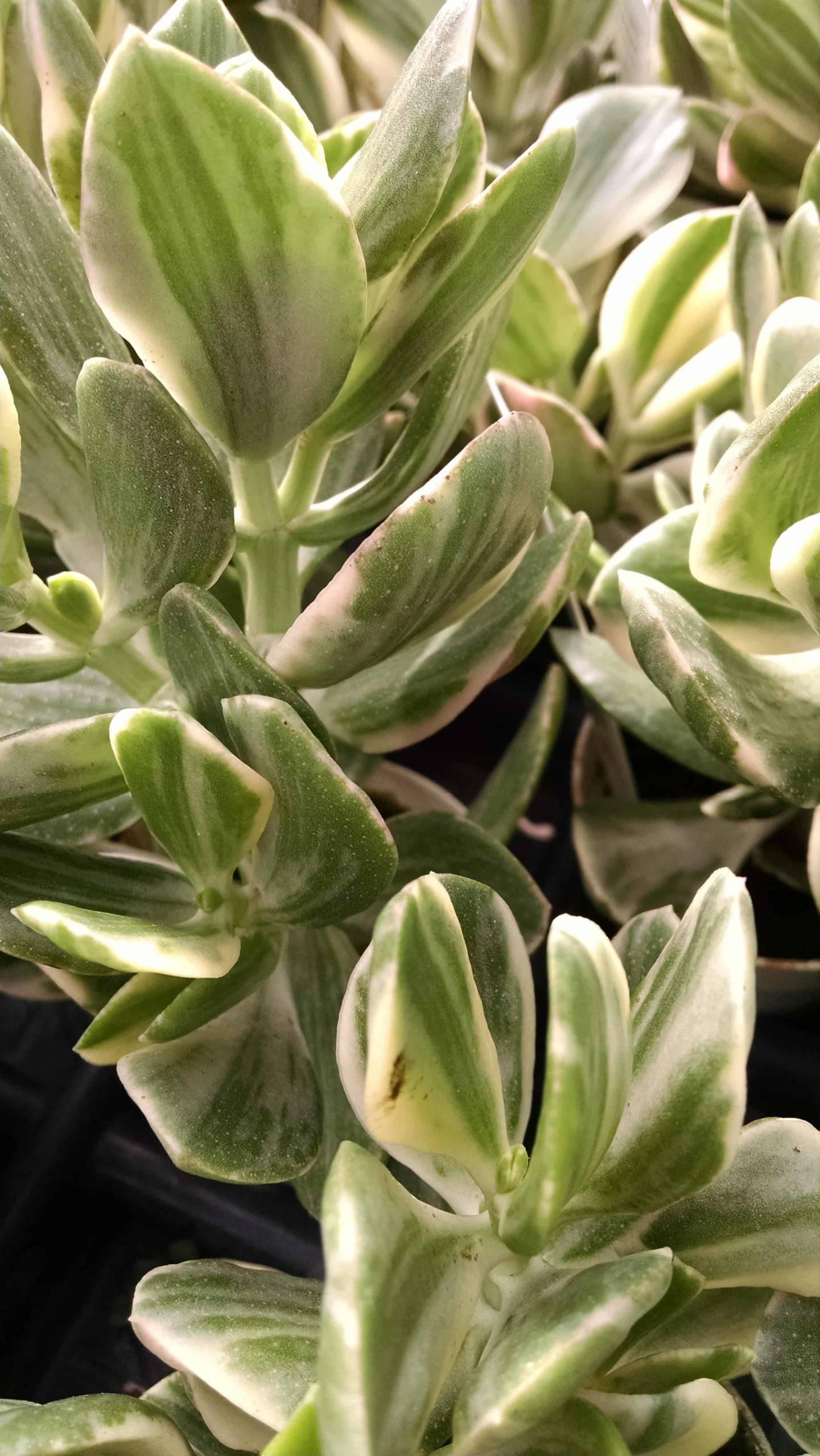 Variegated Jade Plant - Image 3
