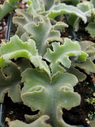 Small Velvet Felt Bush - Image 2