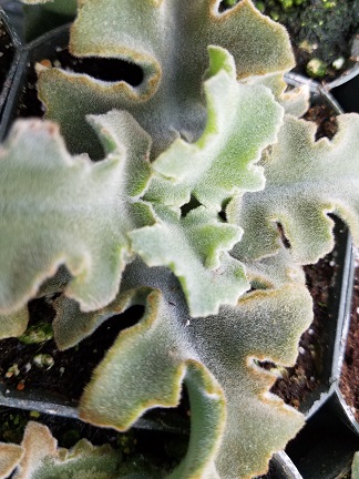 Small Velvet Felt Bush - Image 3