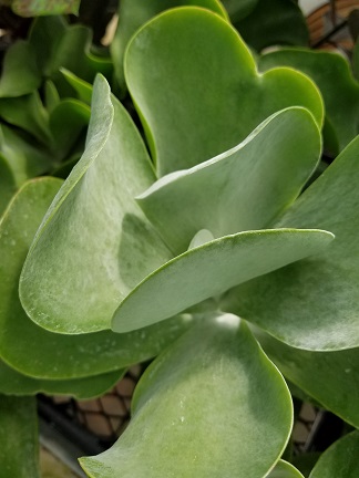 Flapjacks Kalanchoe - Image 2