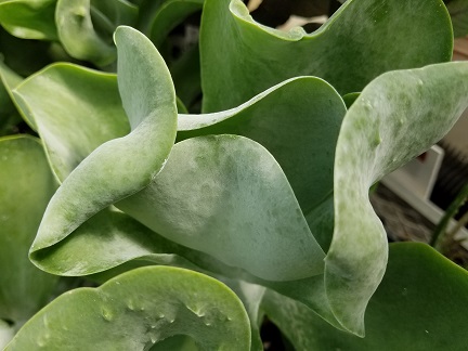 Flapjacks Kalanchoe - Image 3
