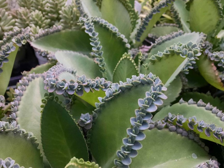 Hortagel Kalanchoe succulent with trailing plantlets by Studley Flower Gardens