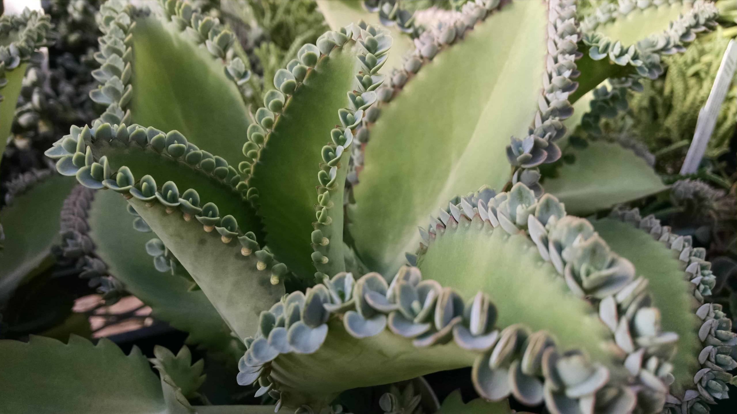 Hortagel Kalanchoe - Image 2