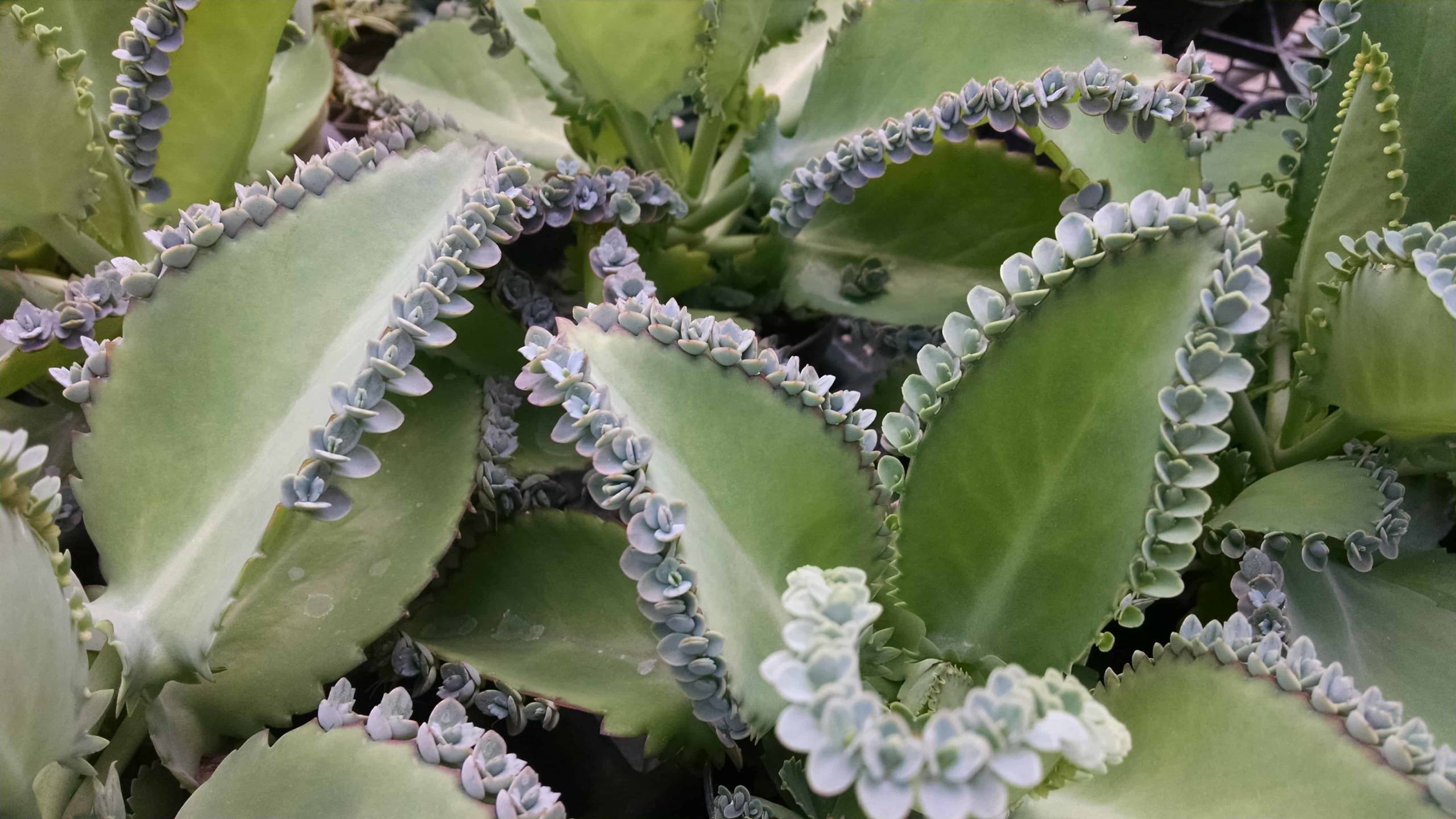 Hortagel Kalanchoe - Image 3