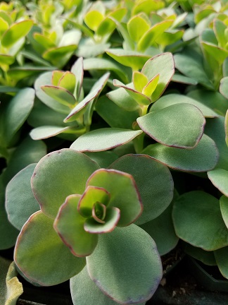 Marnier's Kalanchoe - Image 2