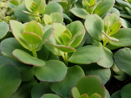 Marnier's Kalanchoe - Image 3