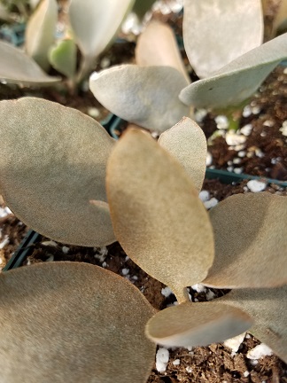 Copper Spoons - Image 2
