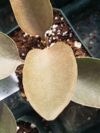 Copper Spoons - Image 3