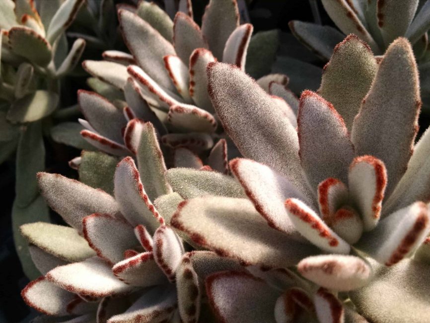 Panda plant with soft, white-felted leaves and brown tips by Studley Flower Gardens