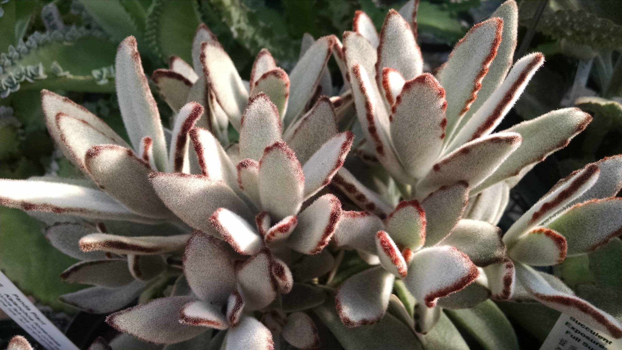 Panda Plant - Image 2