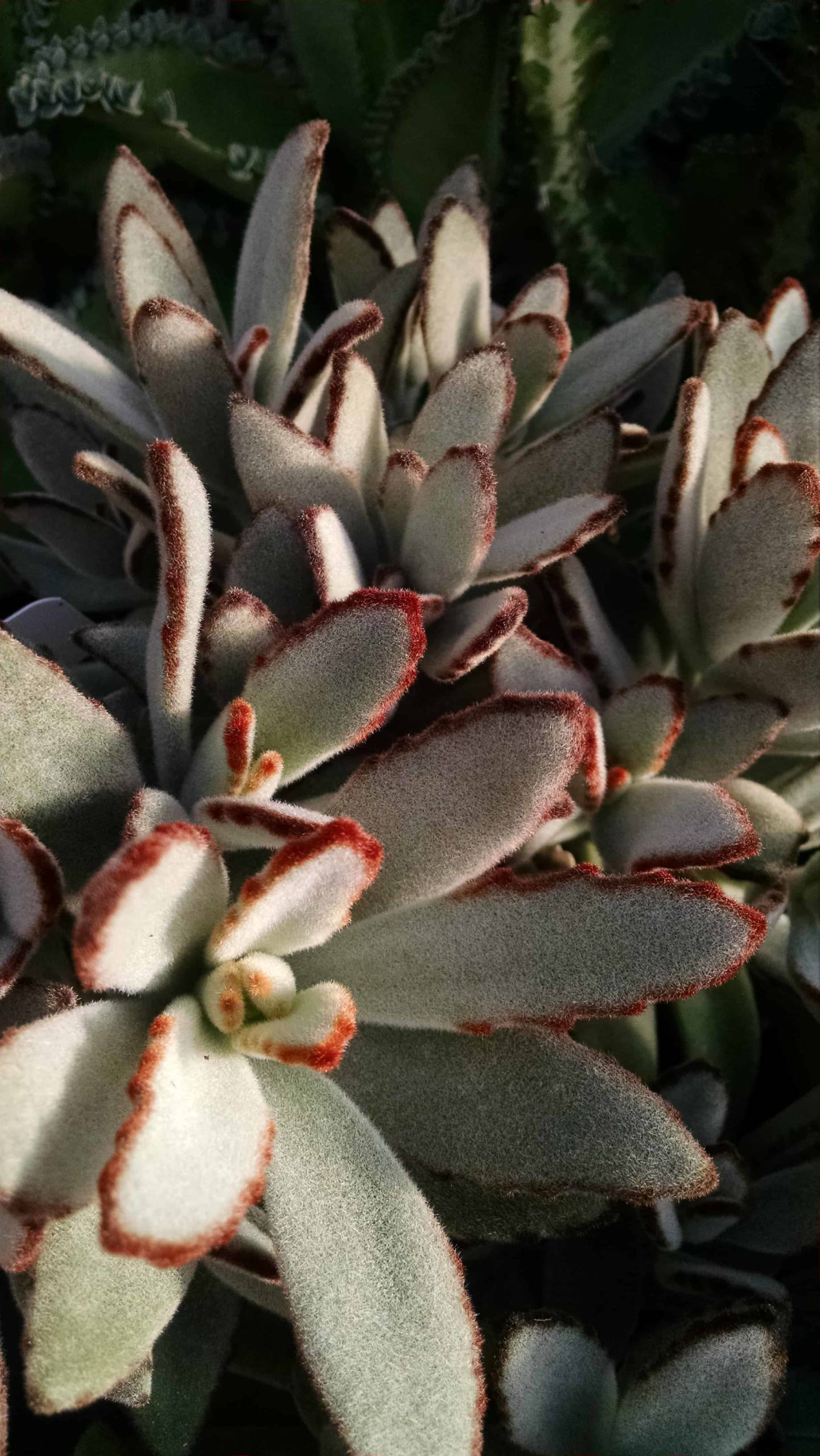 Panda Plant - Image 3