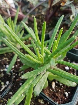Mother Of Millions Kalanchoe tubiflora - Image 2
