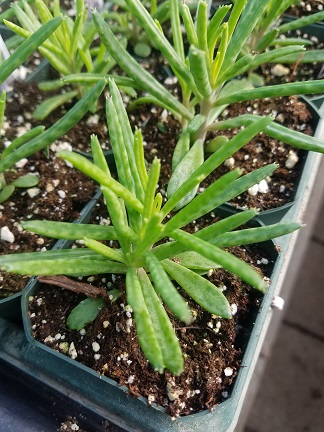 Mother Of Millions Kalanchoe tubiflora - Image 3