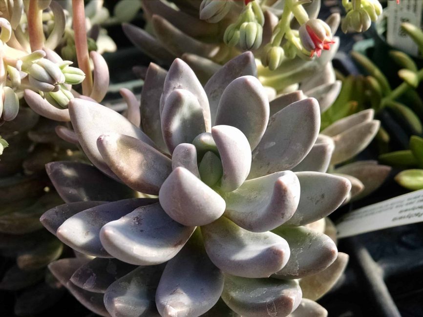 Pachyveria succulent with blue green rosette leaves by Studley Flower Gardens