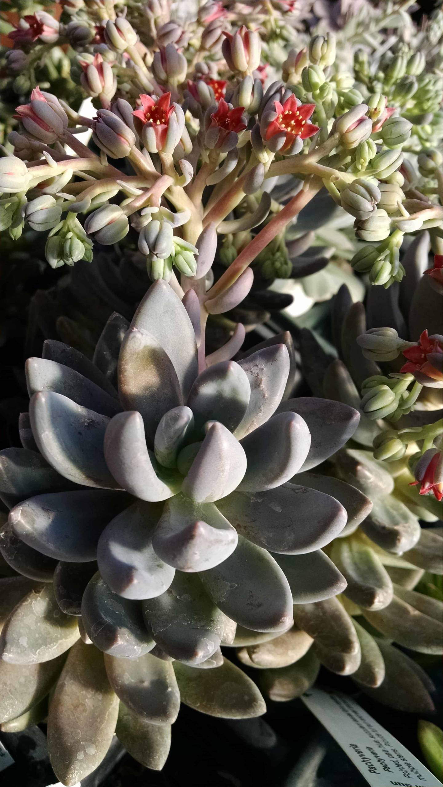 Pachyveria - Image 3