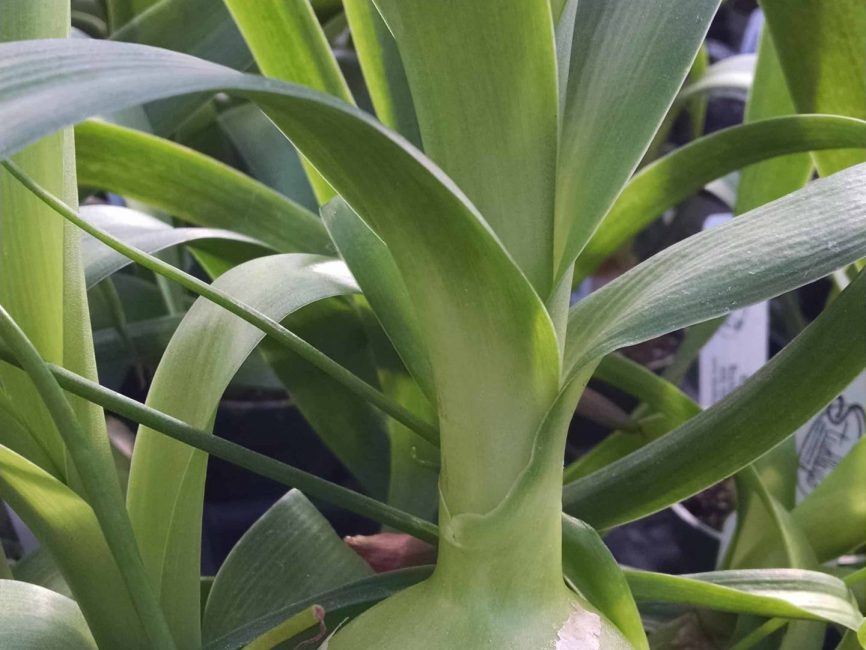 pregnant onion, false sea onion detail image