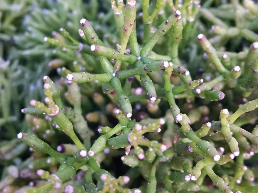 pencil plant, link cactus detail image