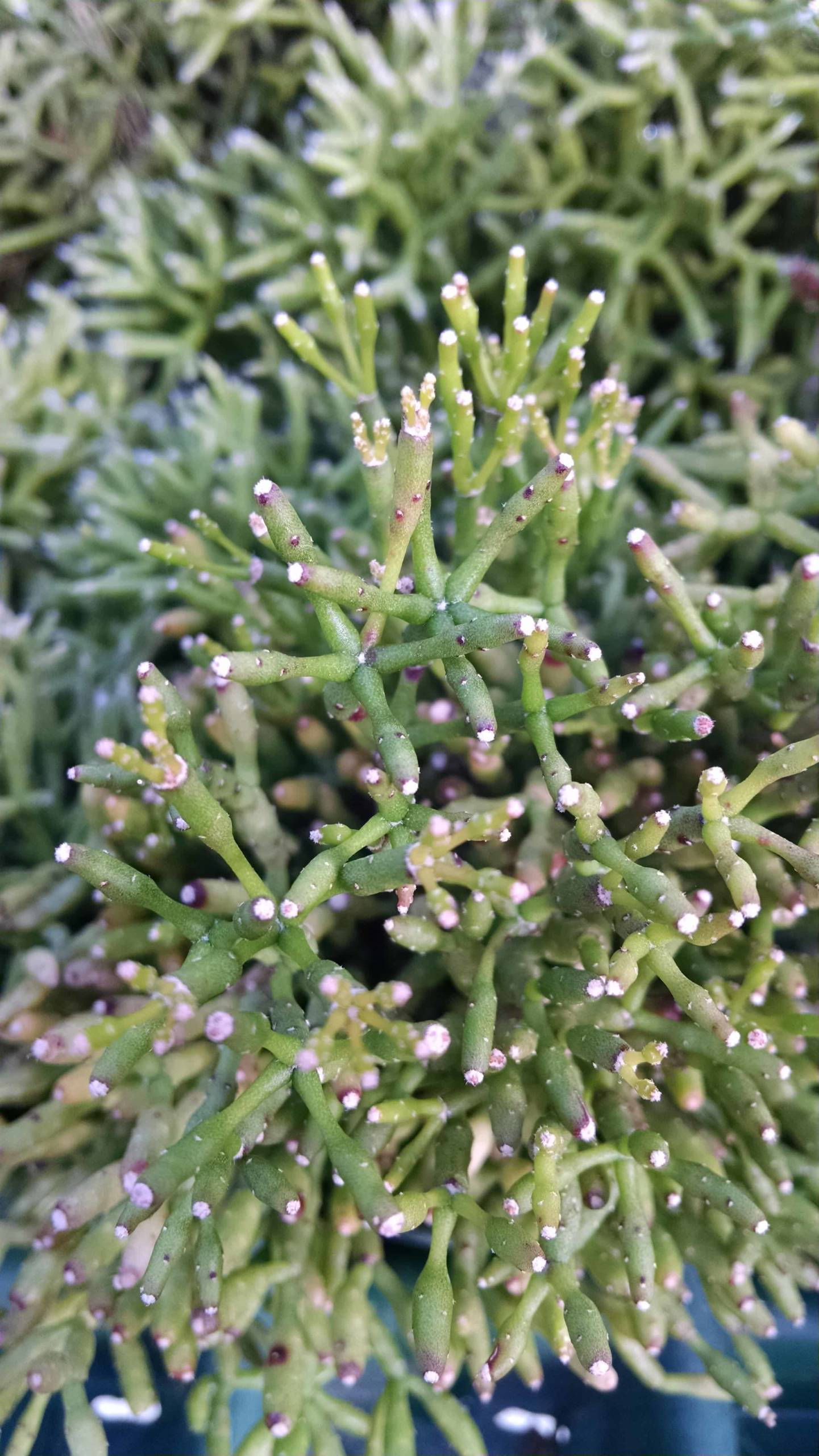 pencil plant, link cactus detail image