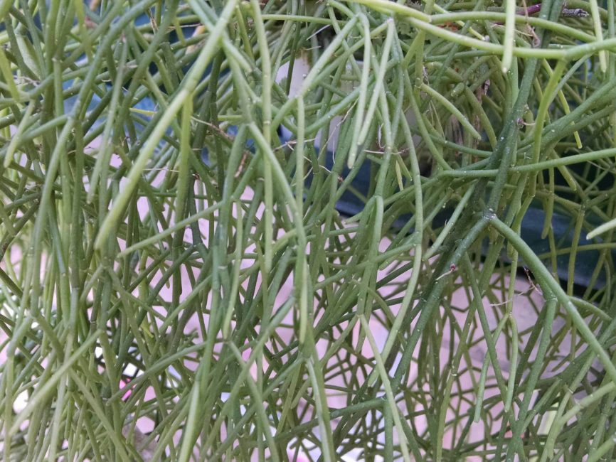 cassutha pencil plant, link cactus detail image