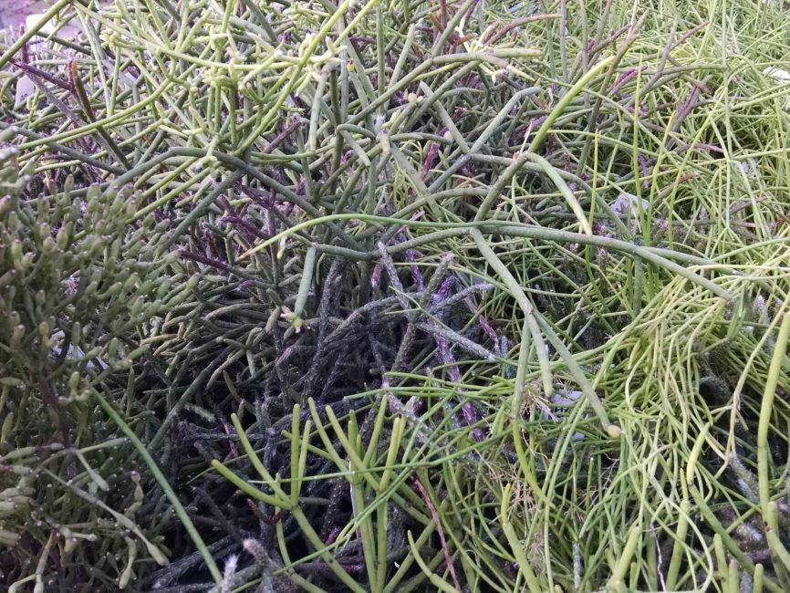 rhipsalis collection detail image