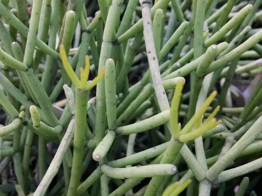 heteroclada pencil plant, link cactus detail image