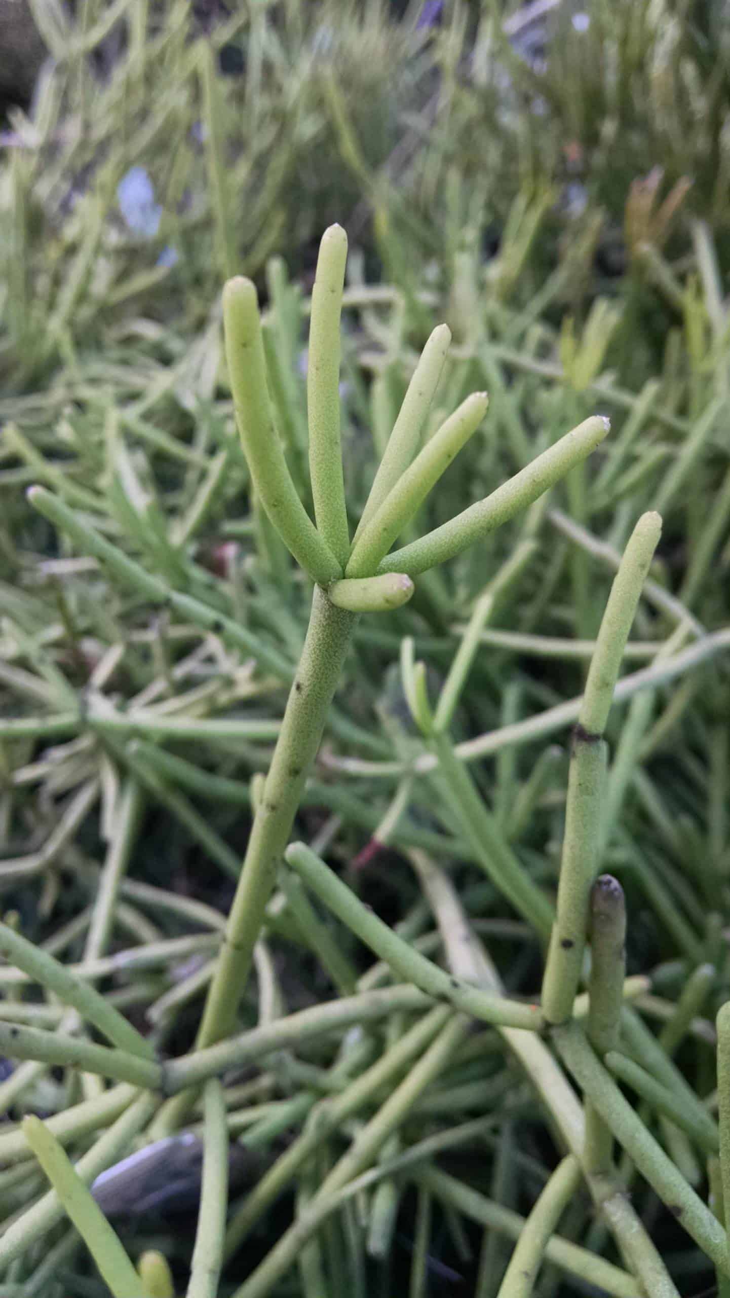 Heteroclada Pencil Plant, Link Cactus - Image 2