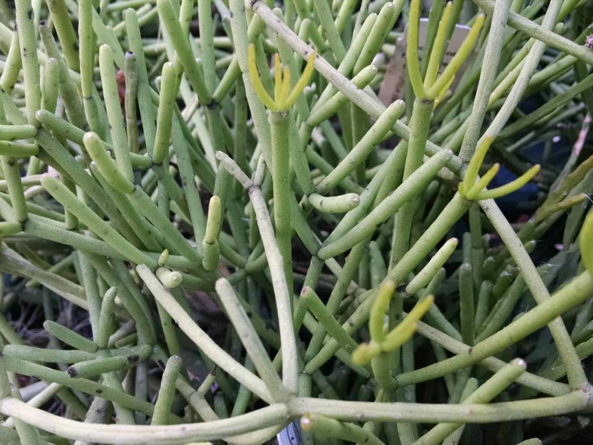 Heteroclada pencil plant with trailing succulent stems by Studley Flower Gardens