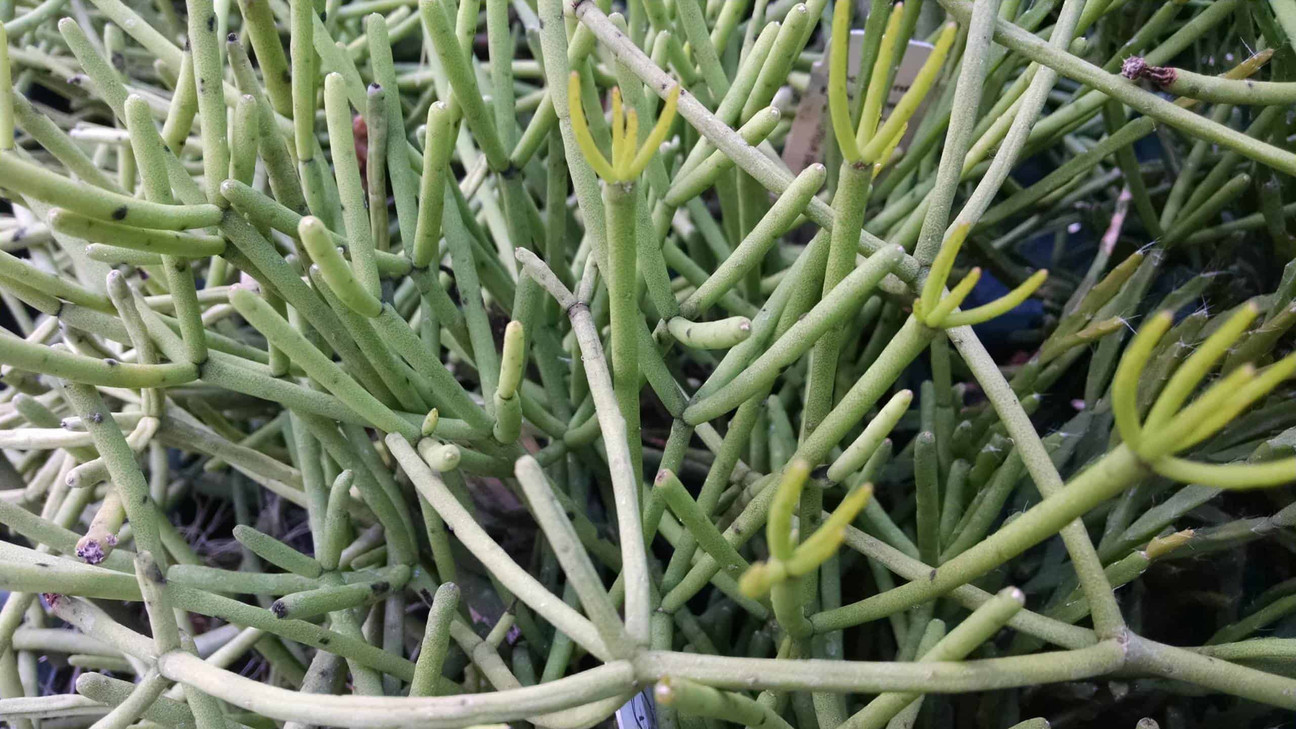 Heteroclada Pencil Plant, Link Cactus - Image 3