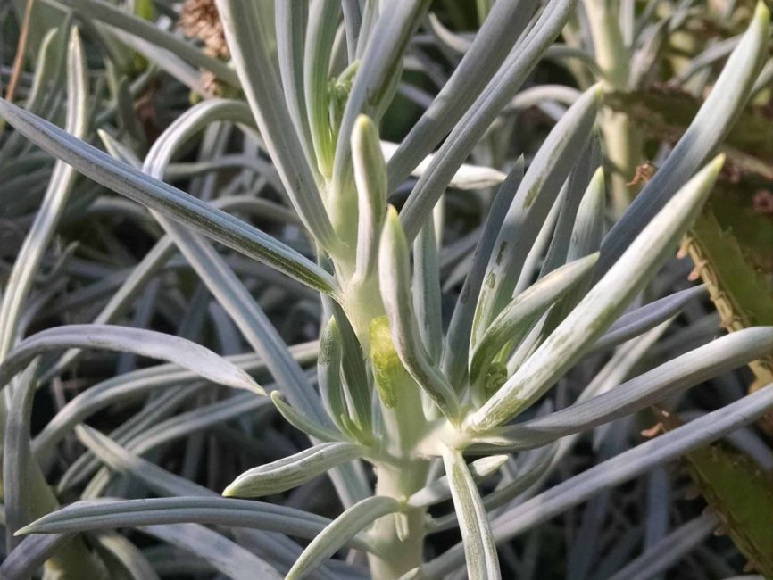 Blue chalk sticks succulent with fleshy blue-green foliage by Studley Flower Gardens
