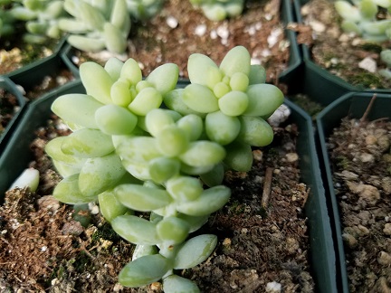 Burrito Burro's Tail - Image 2