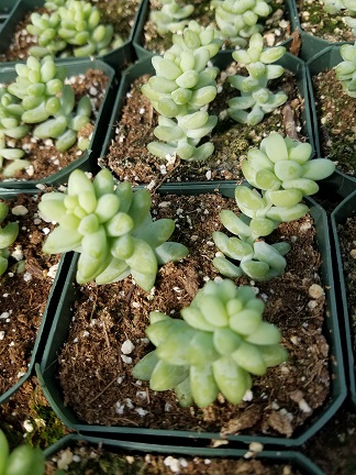 Burrito Burro's Tail - Image 3