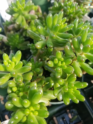 Green Pork & Beans, Jelly Bean Plant - Image 2