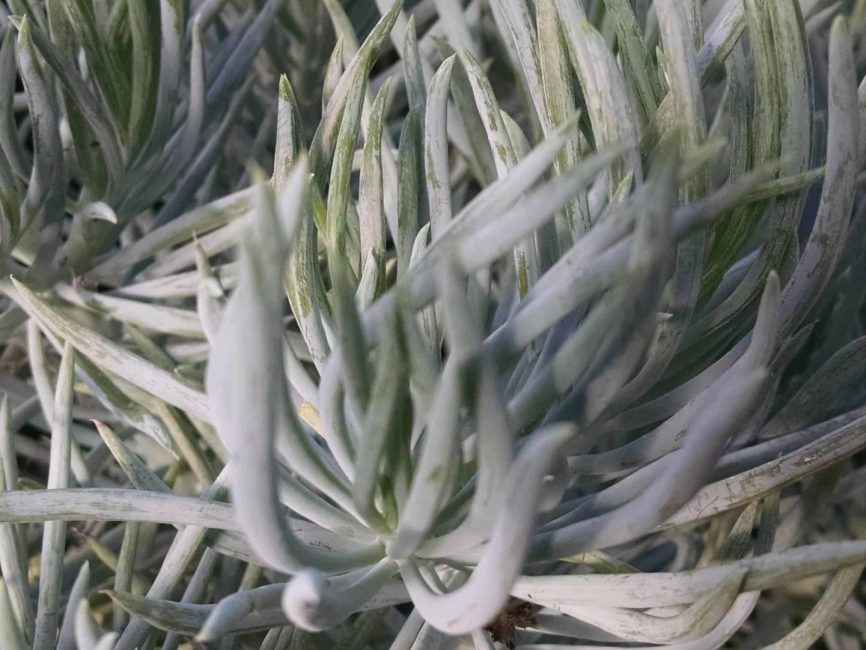 Kilimanjaro Senecio succulent with scaled foliage by Studley Flower Gardens