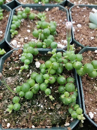 String of Pearls - Image 2