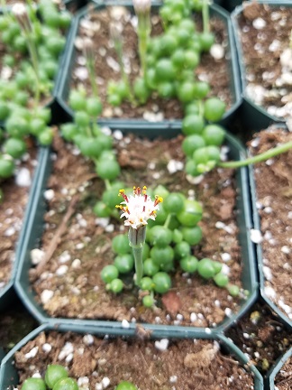 String of Pearls - Image 3