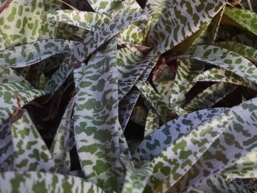 Silver squill with silvery spotted leaves by Studley Flower Gardens