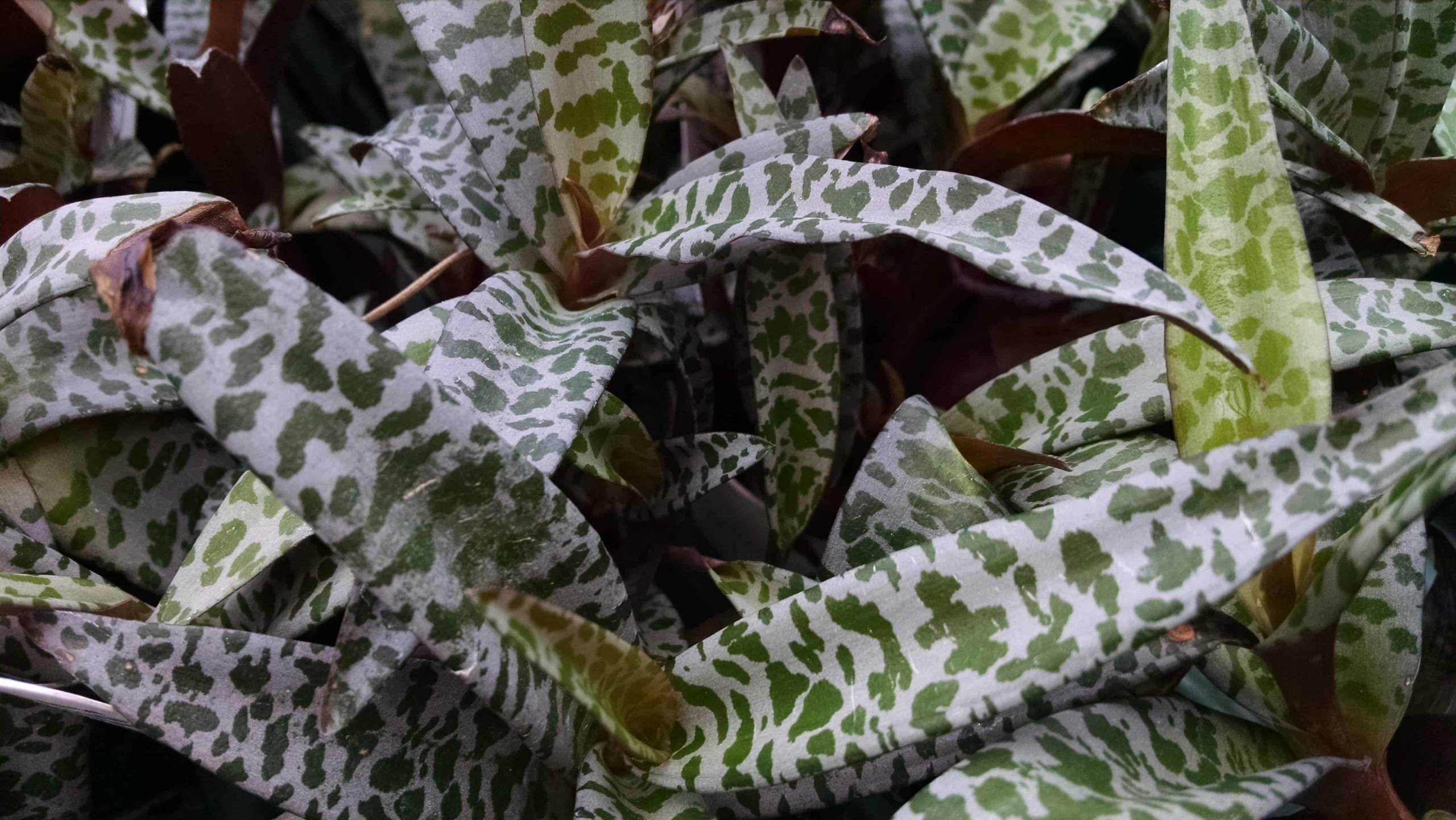 Silver Squill - Image 3