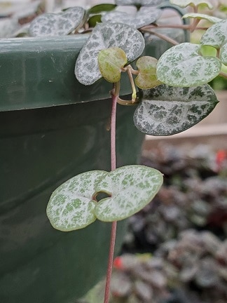 String of Hearts - Image 2