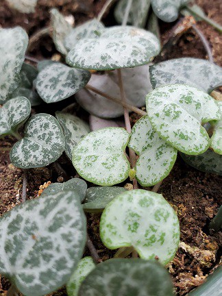 String of Hearts - Image 3