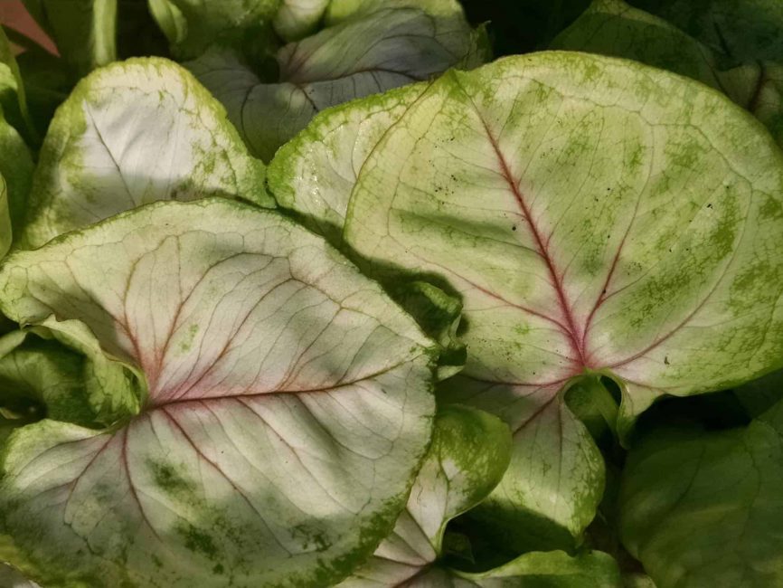 Siam Kiwi Delight Nephthytis with near white and green foliage by Studley Flower Gardens
