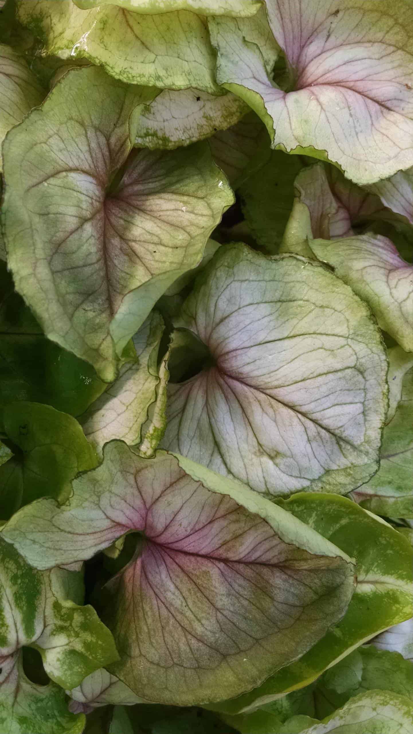 Siam Kiwi Delight Nephthytis - Image 3