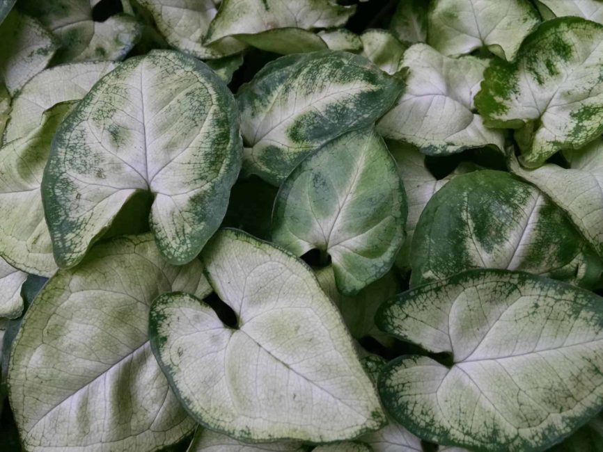 White Butterfly Nephthytis with near-white foliage by Studley Flower Gardens
