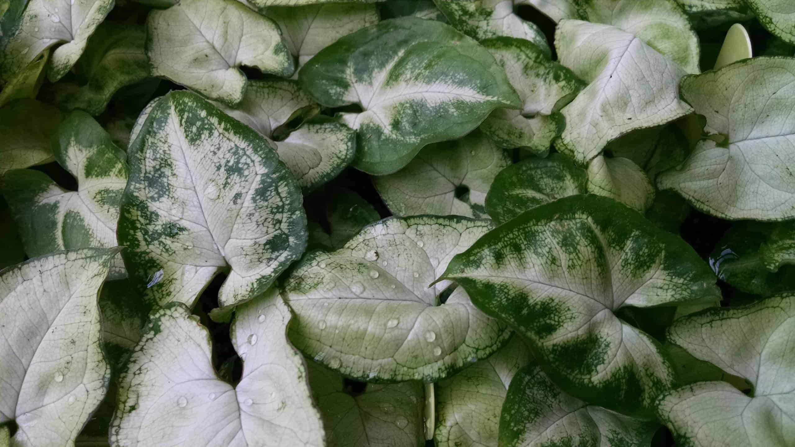 White Butterfly Nephthytis - Image 2