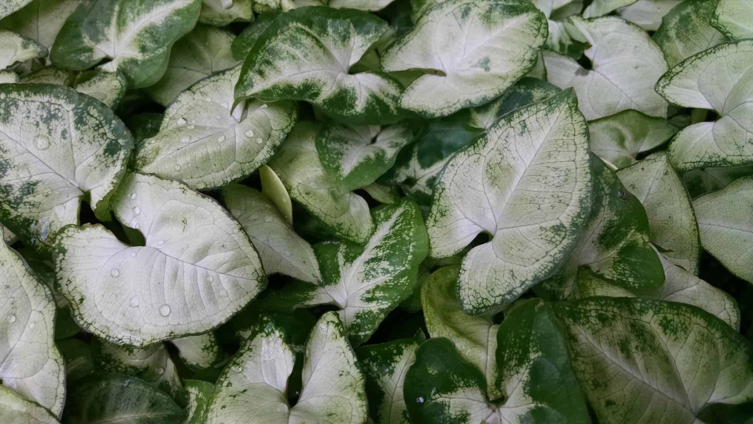 White Butterfly Nephthytis - Image 3