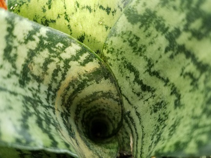 Futura Robusta Snake Plant - Image 3