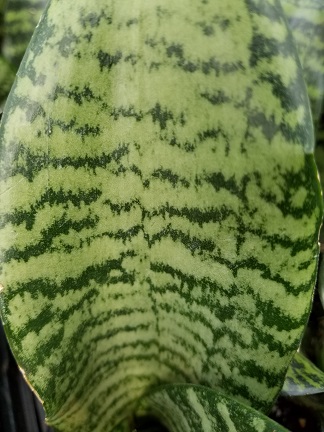 Futura Robusta Snake Plant - Image 2