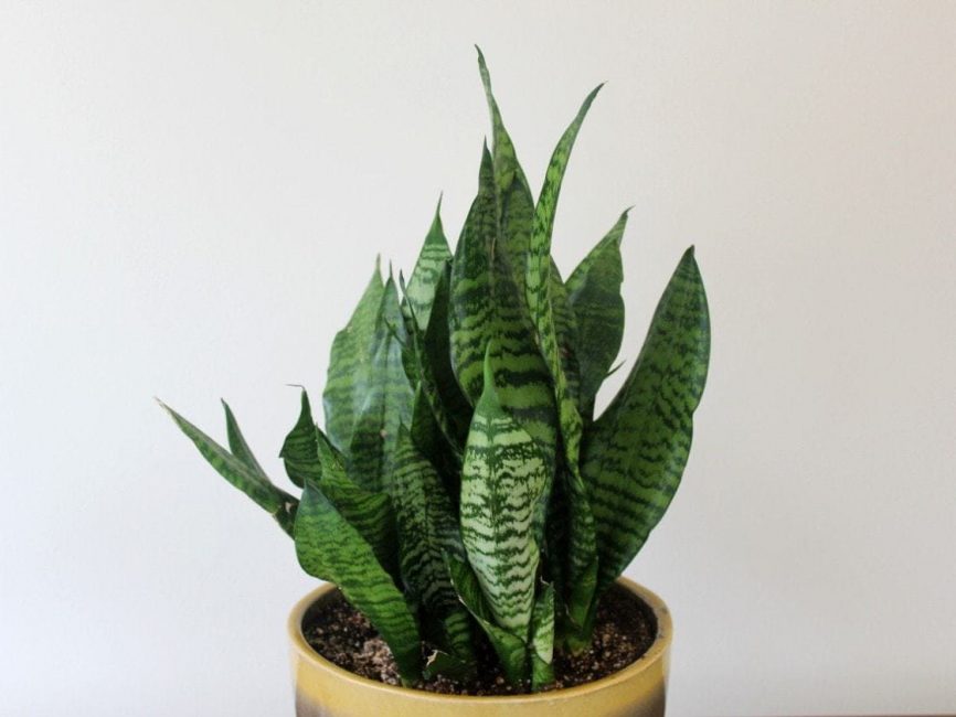 Sansevieria Plant by Studley's