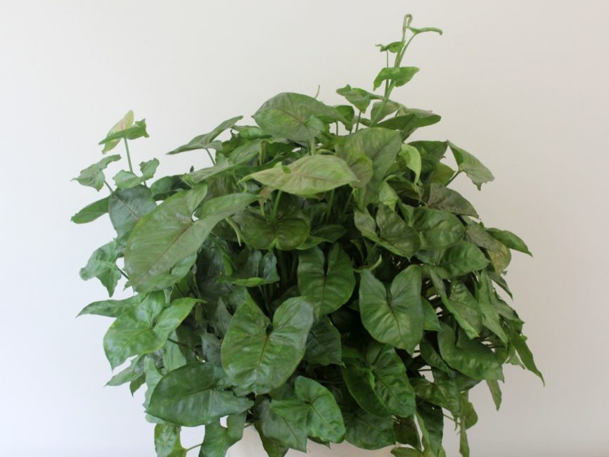 Syngonium plant in glazed ceramic pottery by Studley Flower Gardens